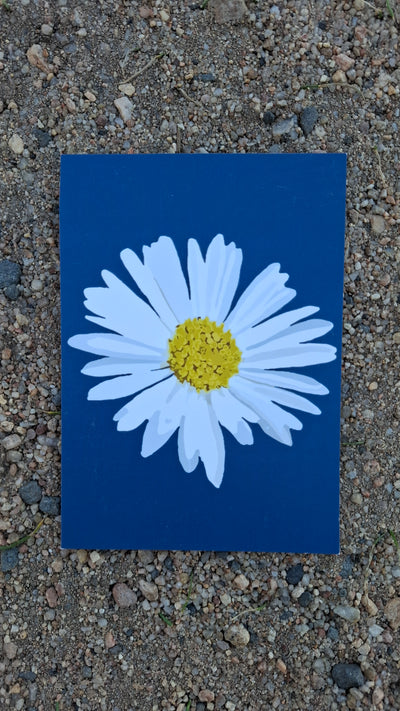 Wild Daisy